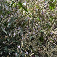 Strobilanthes viscosa var. viscosa (Arn. ex Nees) T.Anderson